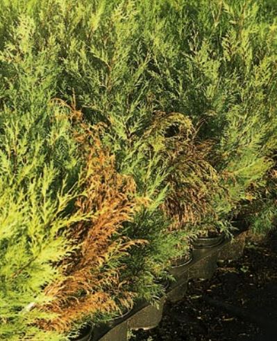 Brown discolouration on conifers is a classic symtom of dessication